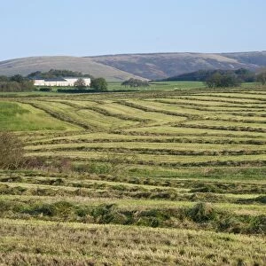 Silage crop, grass rowed ready for forage harvesting, Chipping, Lancashire, England, september