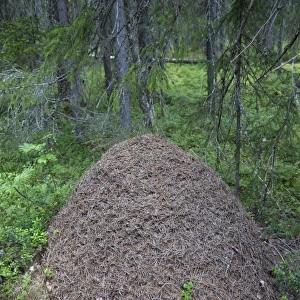Southern Wood Ant (Formica rufa) nest, in coniferous forest, Finland, july