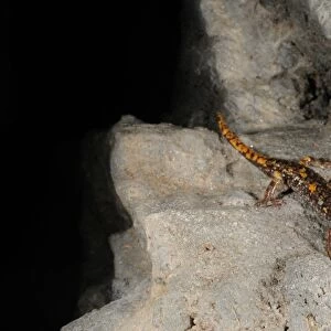 Strinati's Cave Salamander (Speleomantes strinatii) adult, emerging from darkness at entrance of cave, Italy, july