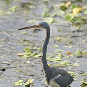 Tricoloured Heron (Egretta tricolor) adult, wading in water, Florida, U. S. A. november