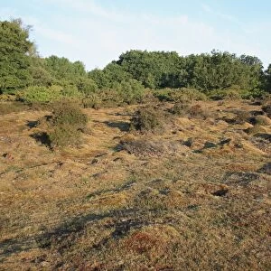 View of lowland heathland reserve habitat, Wortham Ling, Upper Waveney Valley, Suffolk, England, june