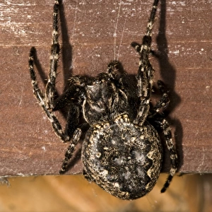 Walnut Orb-weaver Spider (Nuctenea umbratica) adult female, resting in birdwatching hide, Minsmere RSPB Reserve