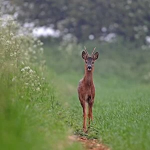 Western Roe Deer (Capreolus capreolus) buck, standing at edge of arable field, Hemswell, Lincolnshire, England, may