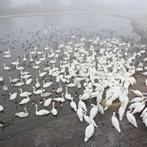 Whooper Swan (Cygnus cygnus), Mute Swan (Cygnus olor) and Canada Goose (Branta canadensis) flock, fed by warden during cold weather, Caerlaverock W. W. T. Dumfries, Scotland, january
