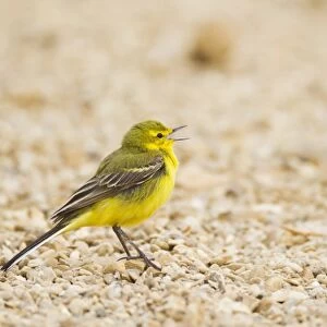 Yellow Wagtail (Motacilla flava flavissima) adult male, calling, standing on ground, Lincolnshire, England, may