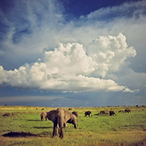 Africa, Uganda, Murchison Falls NP. An elephant herd wanders beneath enormous cumulous