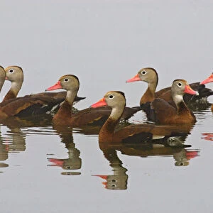 Black-bellied Whistling Duck (Dendrocygna autumnalis) flock reflected in a pond at
