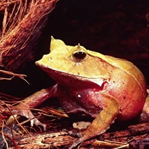 Eyelash Horn Frog, Ceratobatrachus guentheri, Native to Soloman Islands