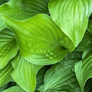Hosta plant, USA