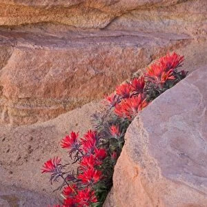 Indian Paintbrush flowers in sandstone formation at Zion National Park in Utah