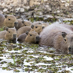 South America, Brazil, Mato Grosso, The Pantanal, capybara, (Hydrochaeris hydrochaeris)