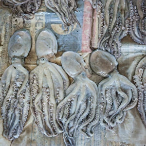 Squid for sale at the fish markeet in Busan, South Korea