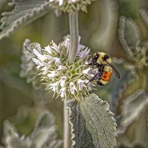 USA, Colorado, Fort Collins. Orange-belted bumblebee, verbena flower