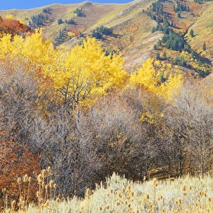 USA, Utah, Wasatch- Cache National Forest, Wellsville Mountains, Forest in autumn