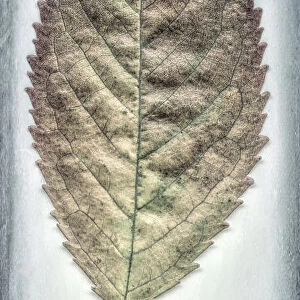 USA, Washington, Seabeck. Cherry leaf close-up