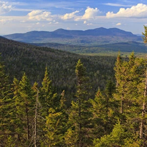 View of spruce trees and the distant Bigelow Range from the Appalachian Trail