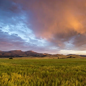 Vivid sunrise clouds over mid-growth wheat field and the Tobacco Root Mountains near Ennis
