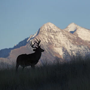 White-tail Deer Silhouette, Mission Mountains