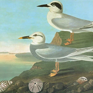 AUDUBON: TERNS. Forsters Tern (Sterna forsteri), top, and Snowy-crowned, or Trudeau s