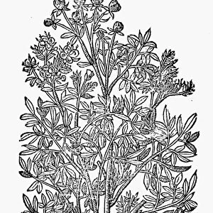 BOTANY: MOUNTAIN RUE, 1597. Ruta montana. Woodcut from John Gerards Herball