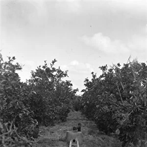 ISRAEL: IRRIGATION, C1937. Irrigation of orange gardens at Bir Salem, Israel. Photograph