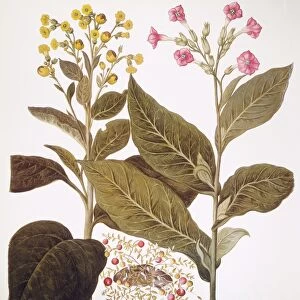 TOBACCO RUSTICA, 1613. Yellow-flowered wild tobacco (Nicotiana rustica), left, cranberry in fruit (Vaccinium oxycoccus), center, and tobacco (Nicotiana): engraving for Basilius Beslers Florilegium, Nuremberg, 1613