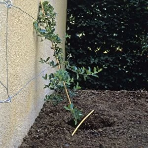 Bamboo canes supporting young Pyracantha in hole
