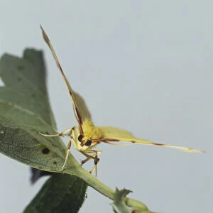 Brimstone Moth (Opisthograptis luteolata) perched on leaf, front view, close up