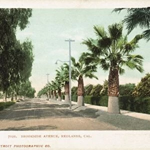 Brookside Avenue, Redlands, Cal. Postcard. 1903, Brookside Avenue, Redlands, Cal. Postcard