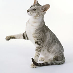 Chocolate Silver Classic Tabby Oriental shorthaired cat with sleek appearance and slims legs with small oval paws, sitting, extending right fore paw