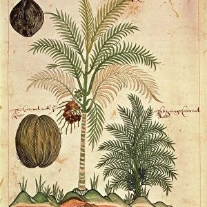 Coconut palm tree (Cocos nucifera) from the East Indies, Asia, drawing, 1600-1625