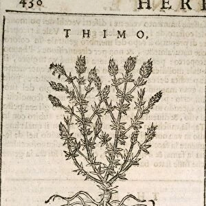 Common Thyme (Thymus vulgaris), engraving by Castore Durante, 1585