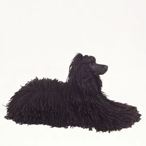 Corded Poodle, side view