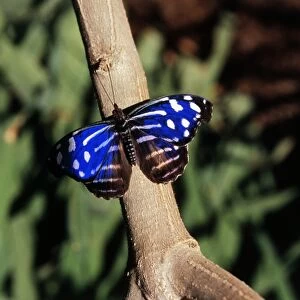 Costa Rica, La Guacima, Myscelia cyaniris (Blue wave butterfly) on branch, close-up