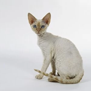 Cream Tabby Point Si-Rex cat, Devon Rex with slim legs, blue eyes and large ears