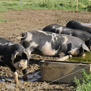 Crossbred pigs standing in muddy field and drinking water from trough