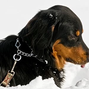 Dog Under the Snow