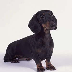 Female smooth-haired miniature Dachshund dog sitting