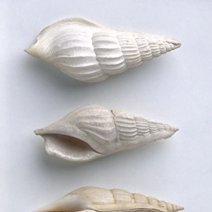 Gastropods - Rimella: Rimella fissurella (Beak shell), Eocene era