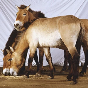 Group of Przewalski horses