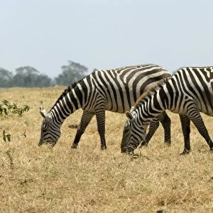 Kenya, Amboseli National Park, pair of Burchells zebras grazing, side view