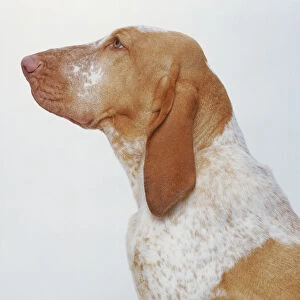 A light brown goldern and white Bracco Italiano dog with a flat head and long dangling ears. Profile head view only