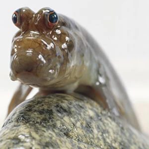 Mudskipper, two large eyes, strangely shaped mouth for catching small creatures, sucker-like pelvic fins for clinging on slippery surfaces, nares for breathing, front view of face