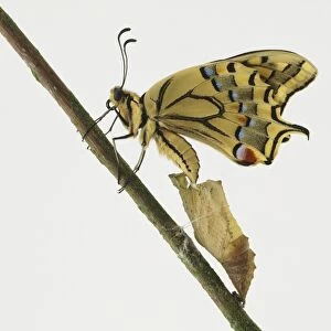 Profile of Swallowtail butterfly, Papilio machaon, on twig with wings out