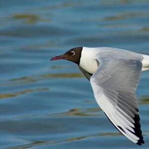 Seagull. Larus Ridibundus