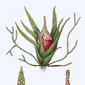 serrate ephemerum moss (Ephemerum serratum), illustration