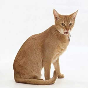 Sorrel Abyssinian cat miaowing