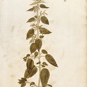 Stinging nettle - Urtica dioica (Urtica maior) by Leonhart Fuchs from De historia stirpium commentarii insignes (Notable Commentaries on the History of Plants), colored engraving, 1542