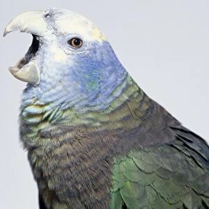 Side view head profile of a St Vincent Parrot or Green Phase, seen in close-up, with its horn-coloured bill wide open. Also visible are the scaly-edged nape feathers