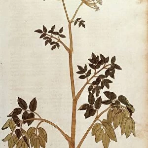 Wild Angelica (Angelica sylvestris) by Leonhart Fuchs from De historia stirpium commentarii insignes (Notable Commentaries on the History of Plants) colored engraving, 1542